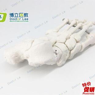 脚骨模型人体脚关节模型足部脚部骨骼构造踝关节结构X腓骨趾骨教