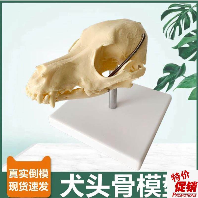 仿真狗头骨d模型真实倒模牙齿口腔犬骨头可活动宠物医院用犬科标,玩具/童车/益智/积木/模型,其他模型玩具,淘宝优惠券,粉丝福利购,淘宝优惠卷