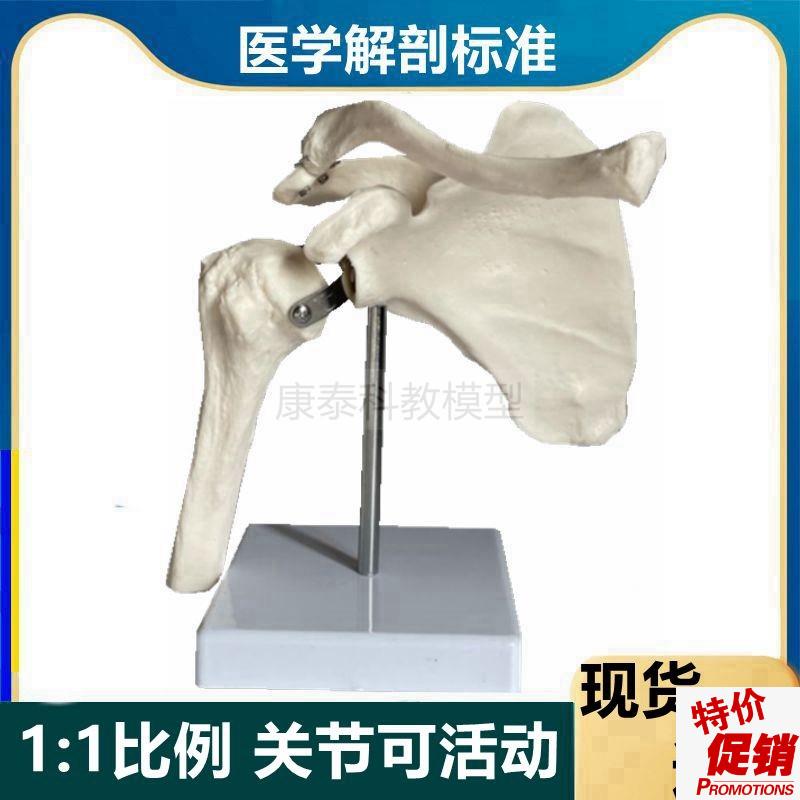 肩关节模型可活动肱骨头旋转锁骨肩部肌J肉解剖韧带康复骨科医患