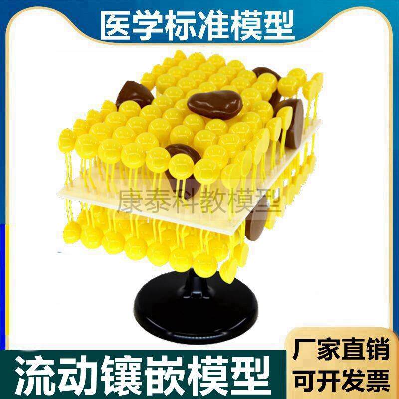 细胞膜流动镶嵌j模型脂质糖蛋白生物膜初中高中生物课用器材医用