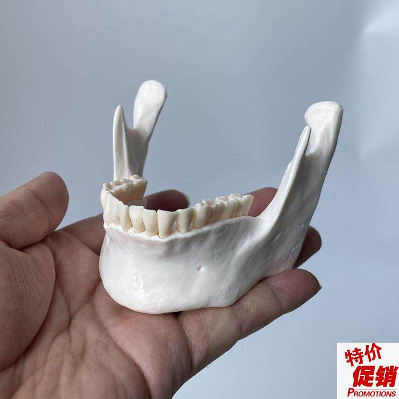 下颌骨模型PVC材质仿真1:w1下巴牙科医生考试医用教学展示标本口,玩具/童车/益智/积木/模型,其他模型玩具,淘宝优惠券,粉丝福利购,淘宝优惠卷