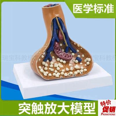 突触模型神经元细胞脊髓横断面脊神经根胞T体树突髓鞘医用