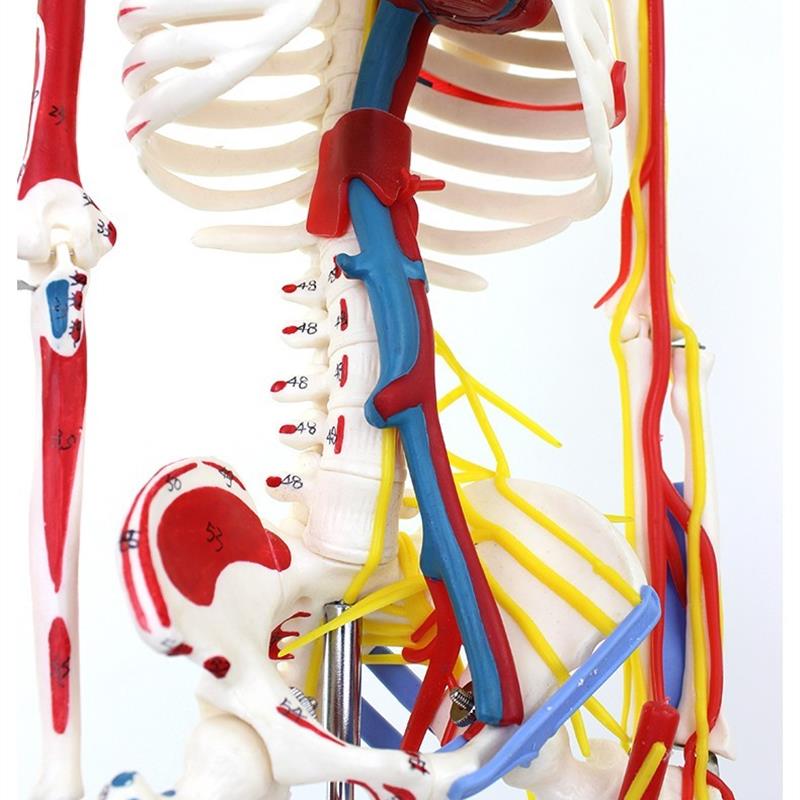 ENOVO颐诺85CM医学人体骨A骼模型肌肉起止点神经血管骨架人体模型