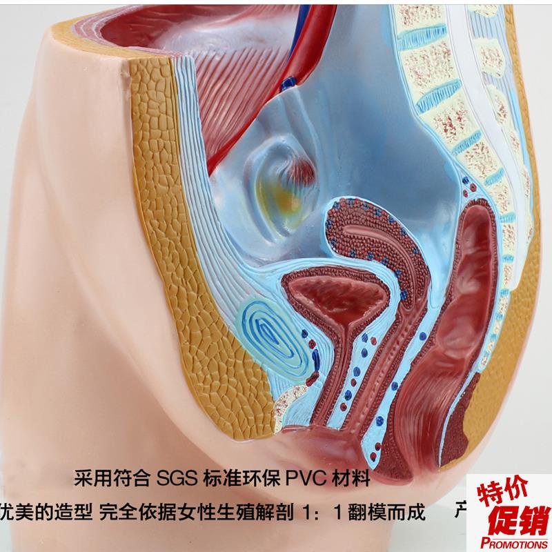 颐诺正品c女性盆腔矢状解剖生殖泌尿系统计划生育健康指导