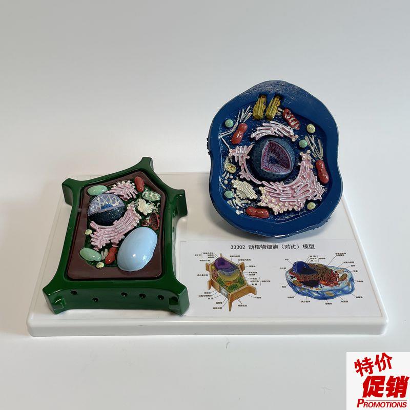 动物细胞模型可拆卸高尔基体生物课器材高中N生实验仪器细胞膜结