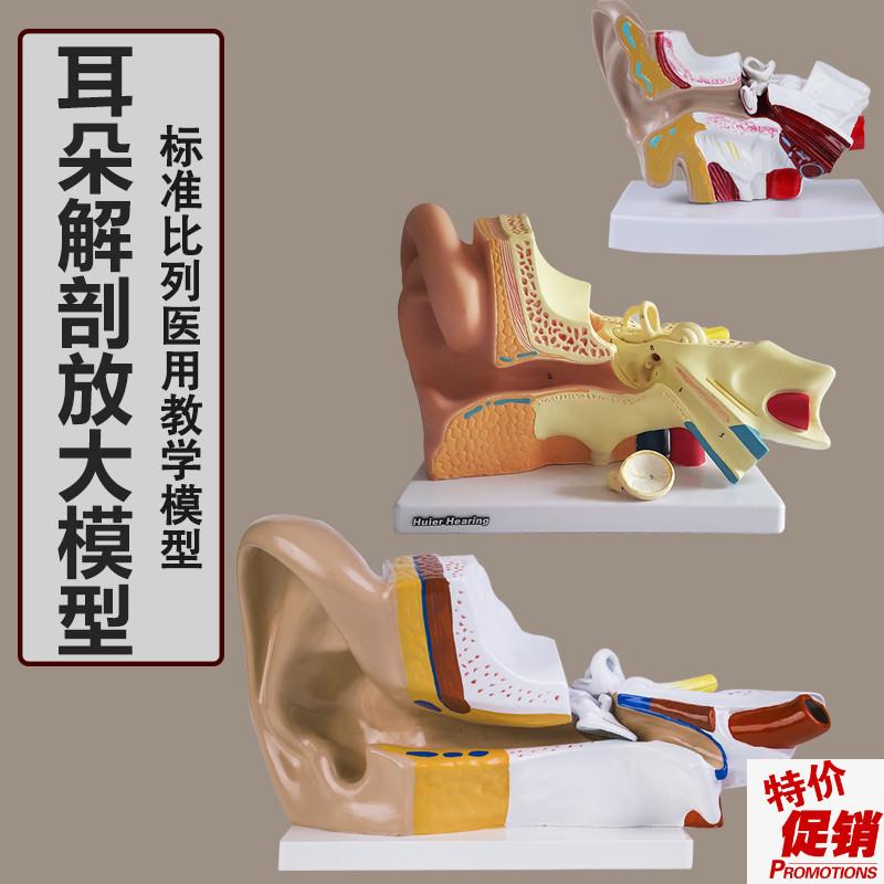 耳解剖模型人体耳朵模型3倍放y大中耳模型人体器官解剖助听器展示