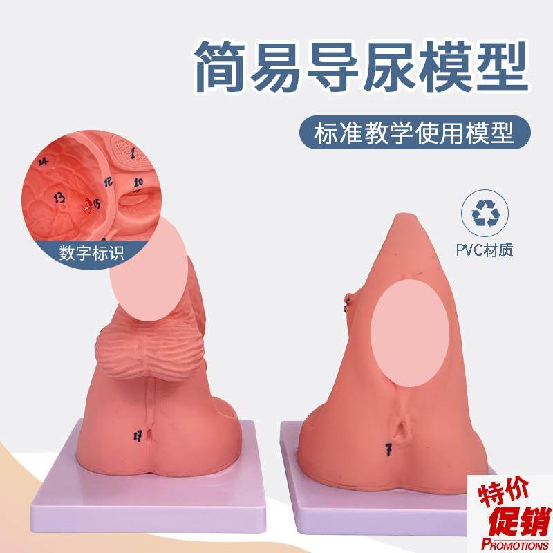 简易女性导尿模型女性导尿模型女性会阴产M妇生殖解剖导尿培训模