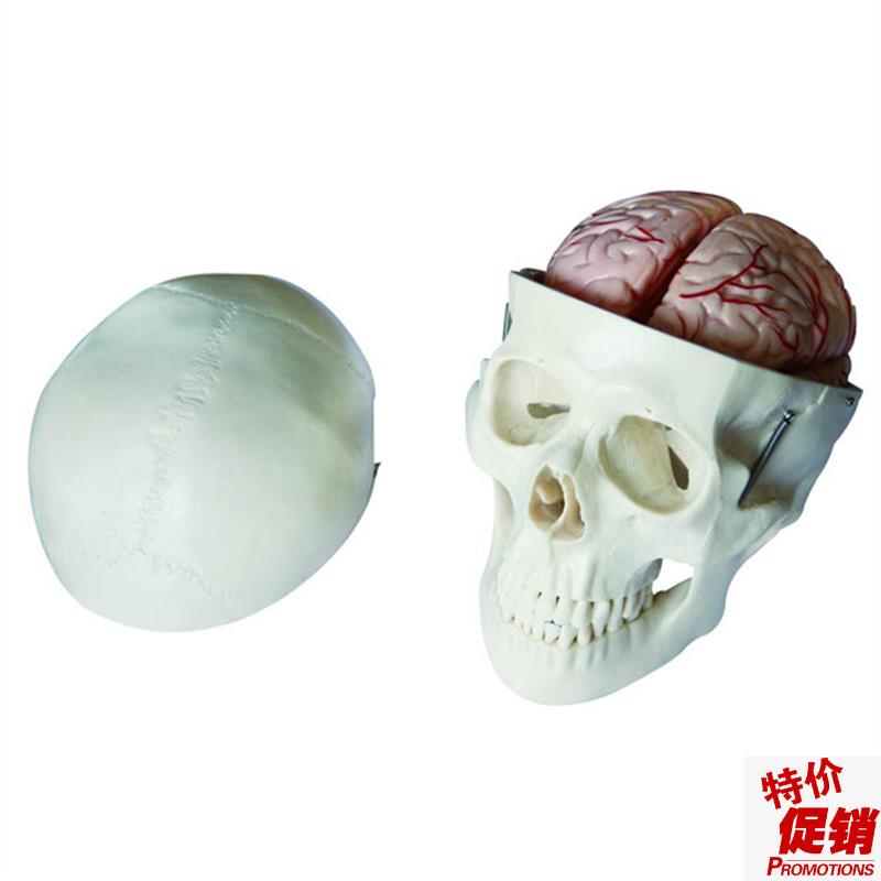 特惠头骨带8部分脑动脉模型头颅骨模型成人头骨模X型骷髅头模型