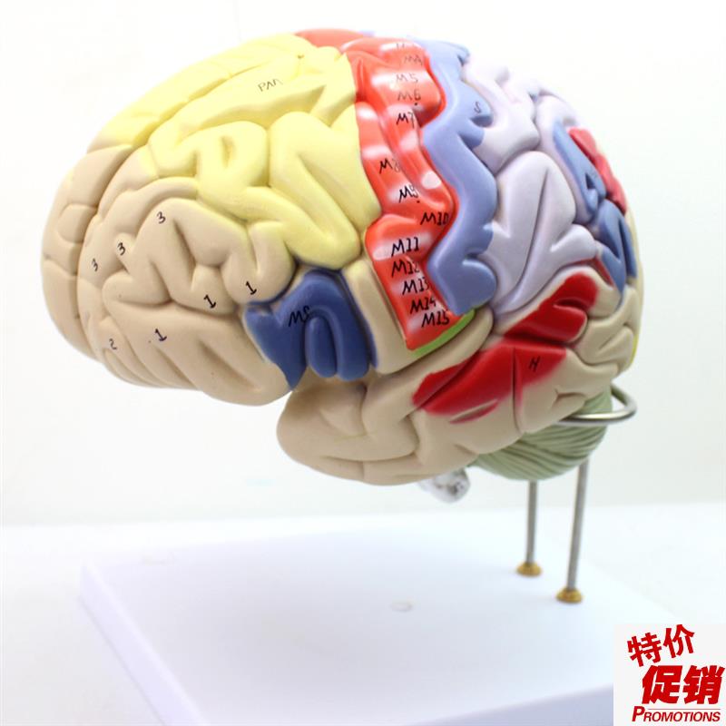 ENOVO颐诺医学大脑皮层躯体运B动人体大脑解剖模型心理教学躯干四