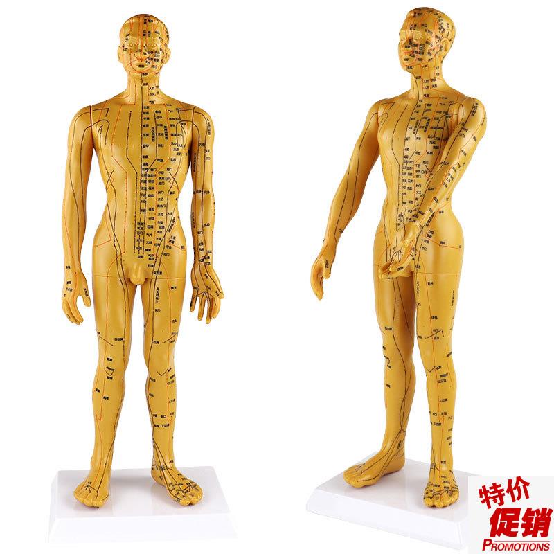 字体穴位清晰f不拖沓/人体穴位模型针灸男50cm按摩保健理疗模型