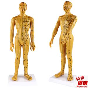 字体穴位清晰f不拖沓/人体穴位模型针灸男50cm按摩保健理疗模型