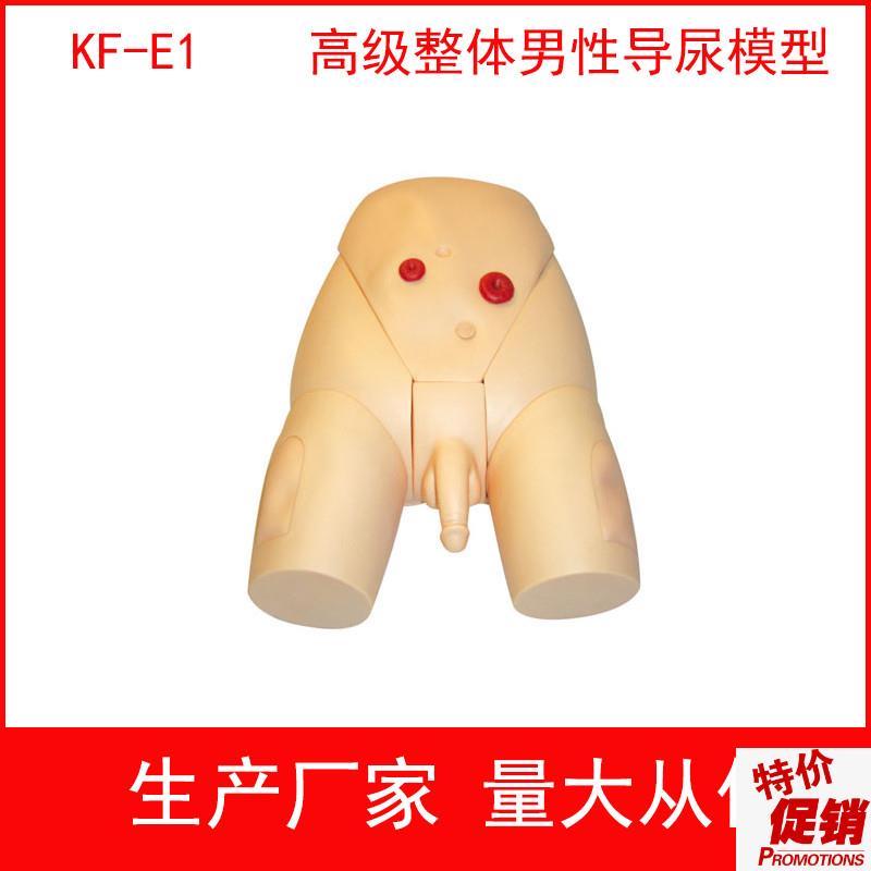 高级整体a男女导尿模具,高级整体男性导尿模型女性导尿训练模型