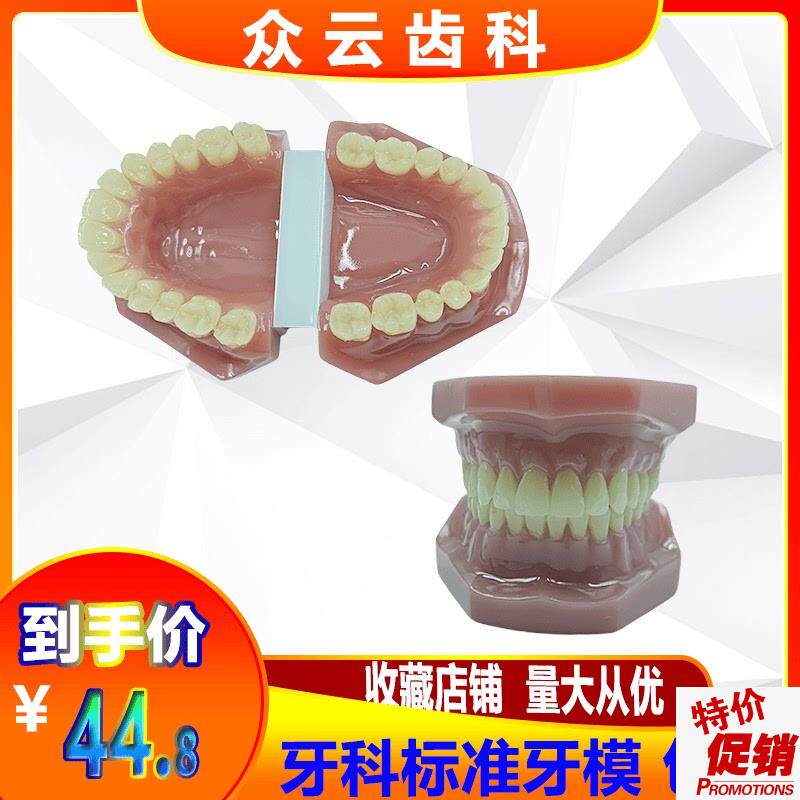 牙齿模型口腔模型2o8牙正常牙模型牙科教学演示模型医患沟通模型