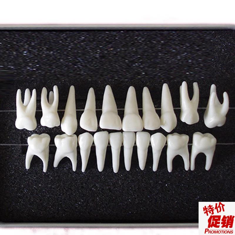 ENOVO颐i诺恒牙牙齿1:1模型成人牙列牙齿模型