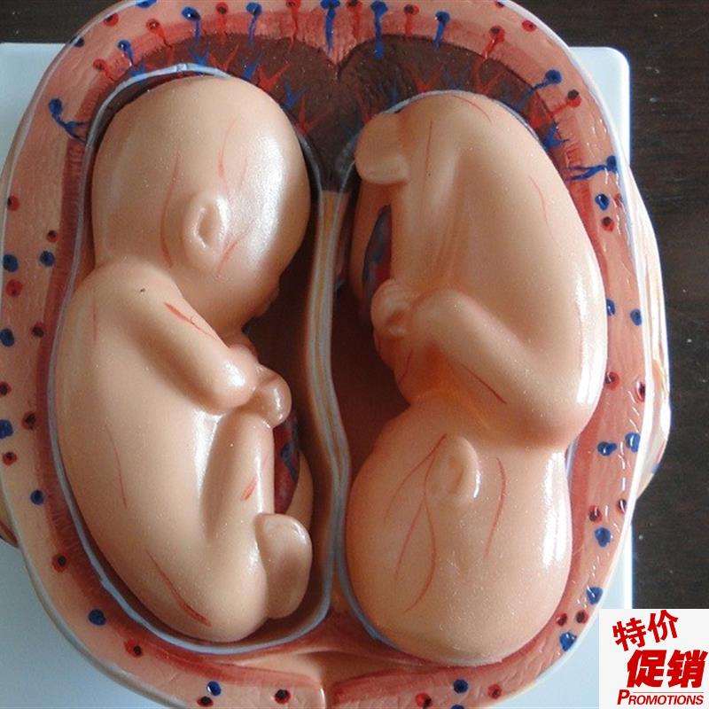 胎儿妊娠发育过程模型/怀孕胎儿模G型/妊娠胚胎模型(8件)