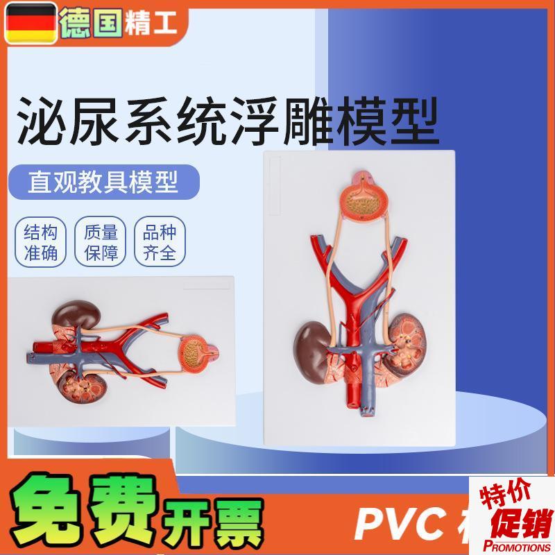 德国】泌尿系统浮雕模型人体泌尿系统模I型输尿管膀胱尿道模型肾