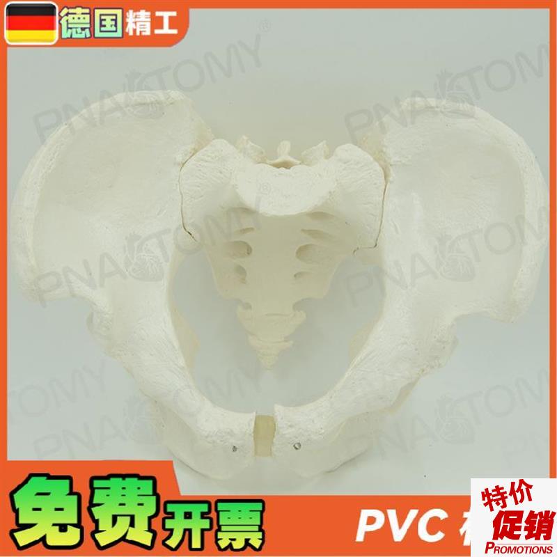 德国】人体男性骨盆骨骼骨架模型1比1大Q小教学正骨骨科教具