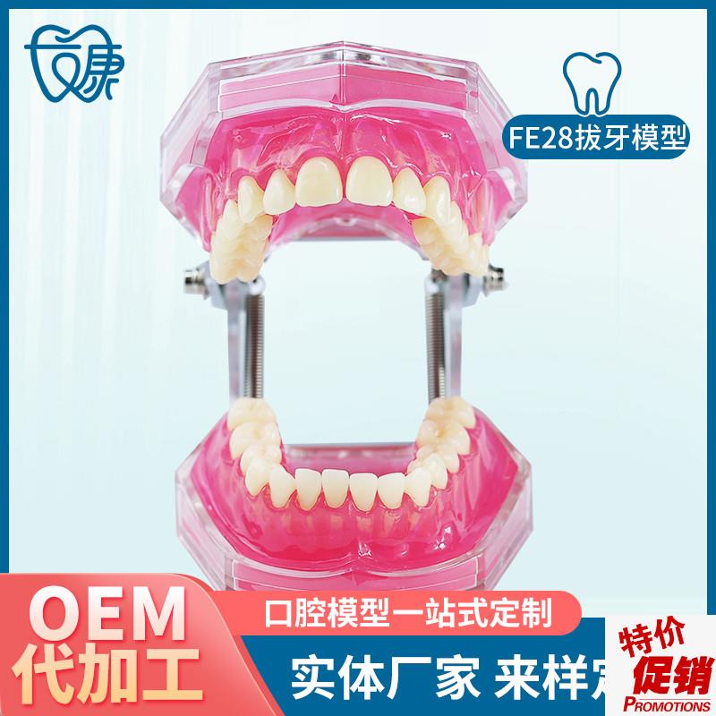 FE28拔牙模型j人体牙齿结构解剖模型口腔牙模具仿真牙科教学牙模