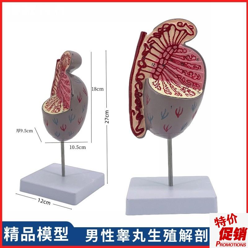 男性生殖系统睾丸结构解剖模型生殖科男科泌系统V尿男科计生展示
