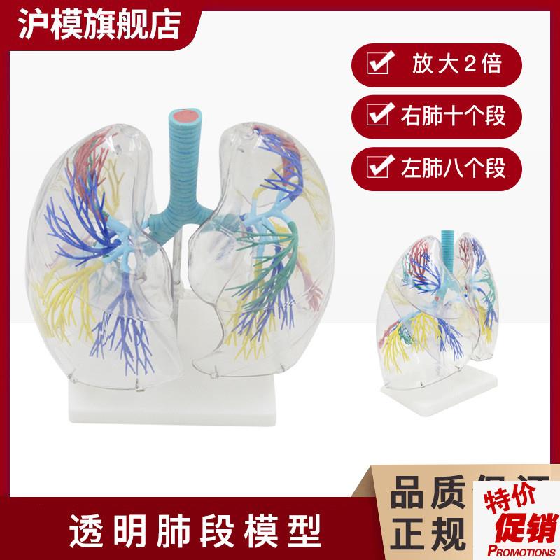 沪模HM/XC3h30透明肺段模型肺部解剖示教人体解剖学气管教具支气