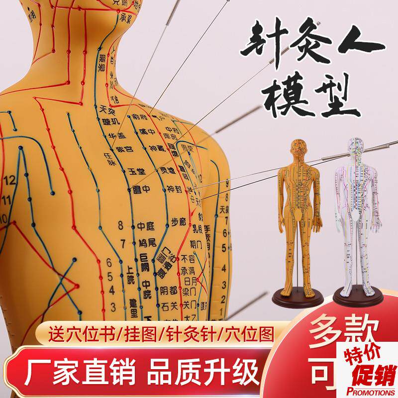 针灸穴位人体模型全身家用u中医十二经络图小皮人硅胶扎针练习铜