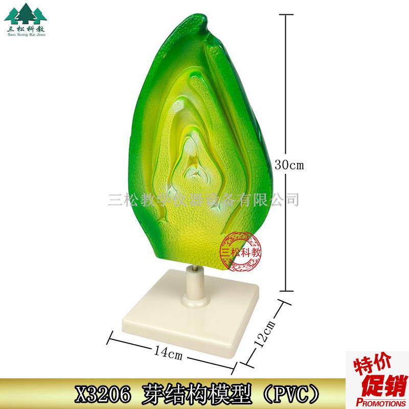 芽结构模型植物种子胚胎模A型初高中生物教学展示科教仪器