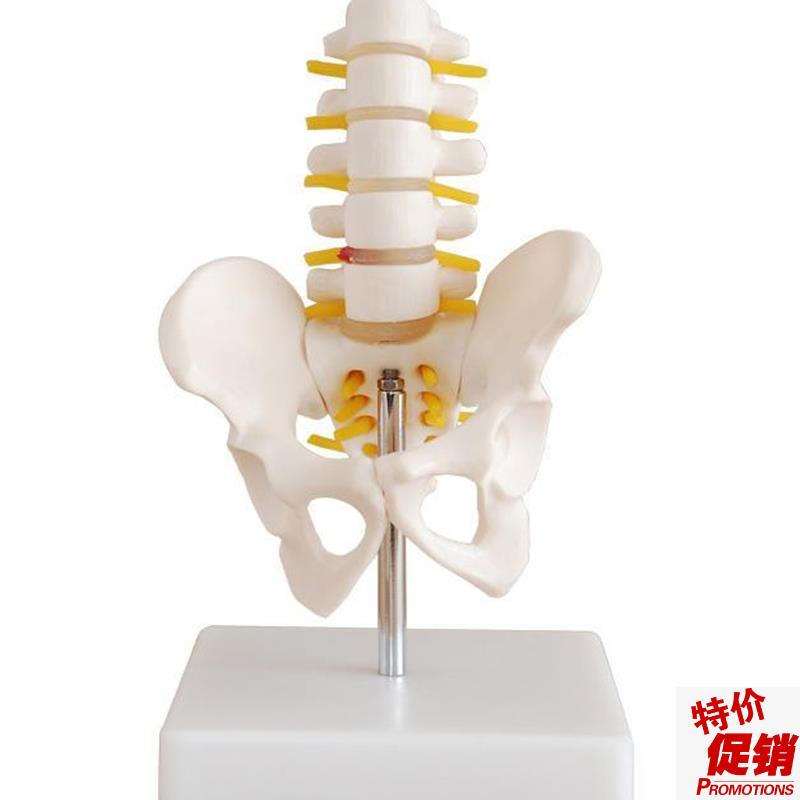 小型骨盆带五节腰椎q模型人体盆骨骨骼解剖标本教学模具