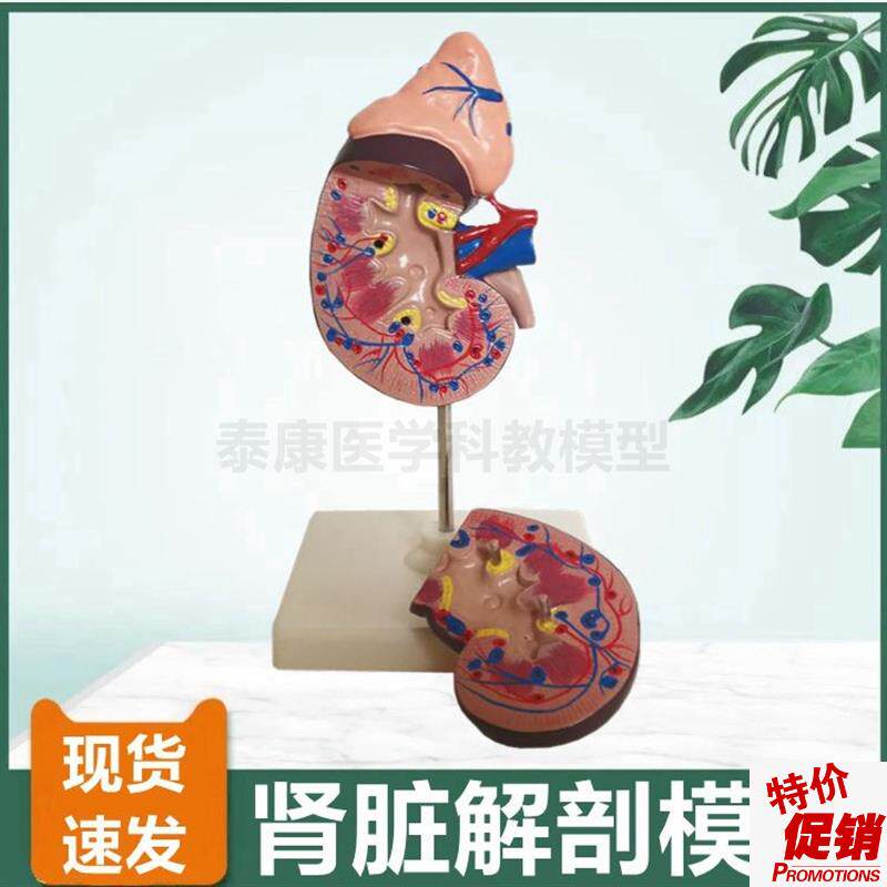 人体肾脏模型肾上腺输尿t管泌尿系统生殖前列腺膀胱解剖睾丸