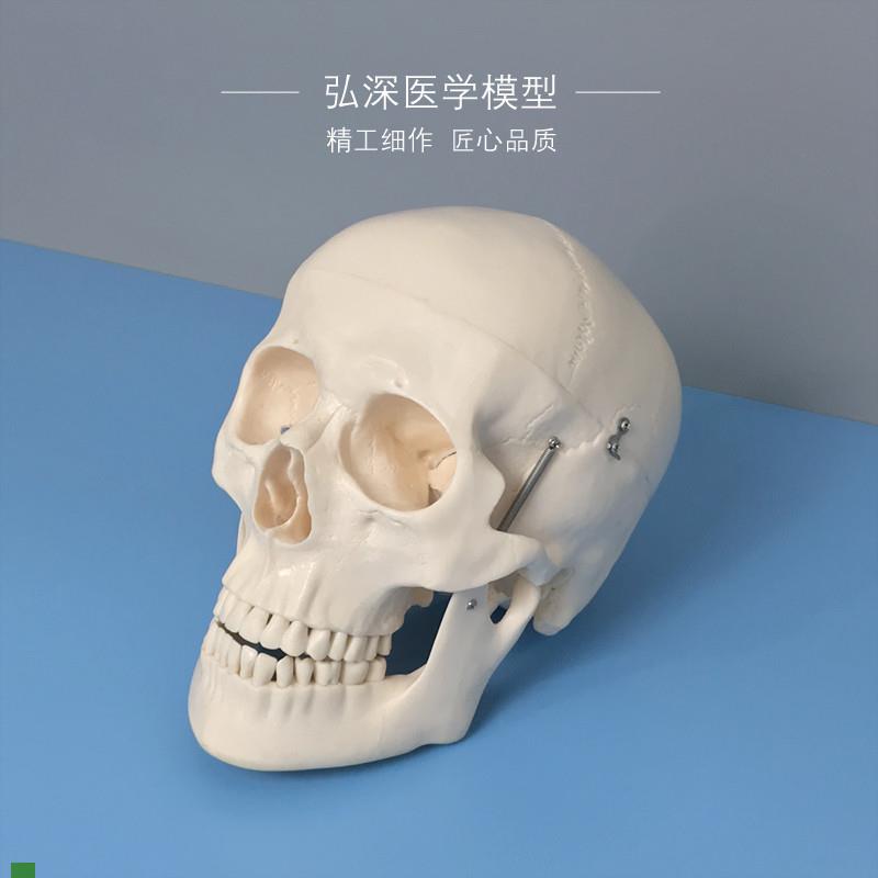 人体头骨模型头颅骨骼解剖t结构骷髅头美术道具教学模具骨科医学