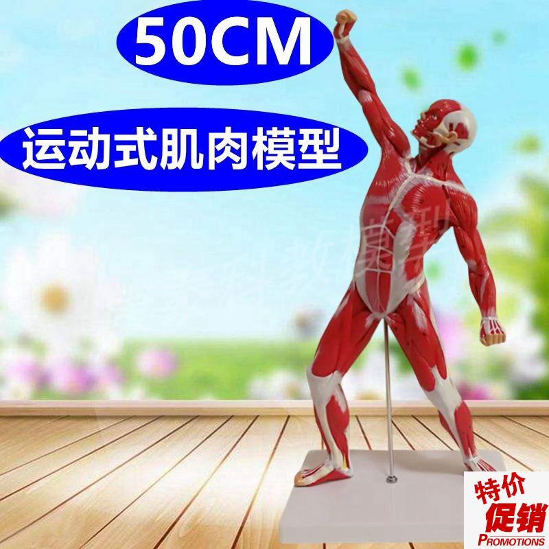 50厘米肌肉模型健美瑜伽教学运动功能训练85CPM全身肌肉可拆卸内