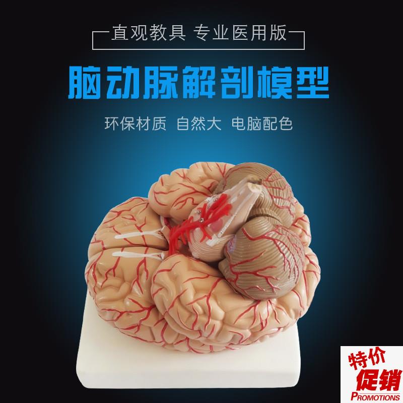 人脑解剖模型脑结构模型大脑模型脑动K脉模型脑血管分布脑型