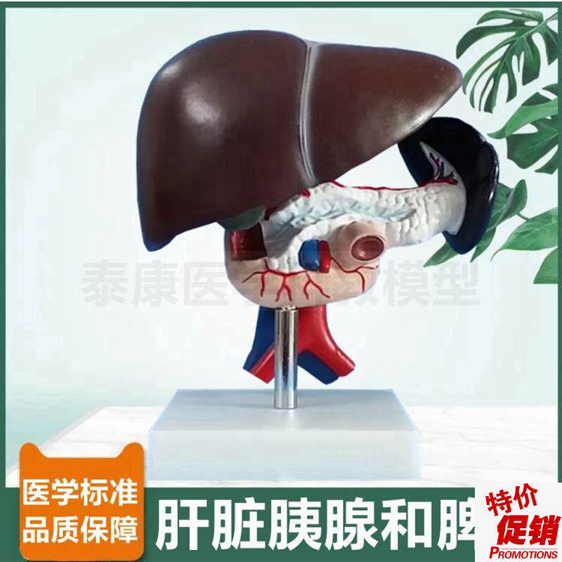 人消化器官模型人体肝p脏胰腺脾脏十二指肠胆总管动脉静脉病理肝
