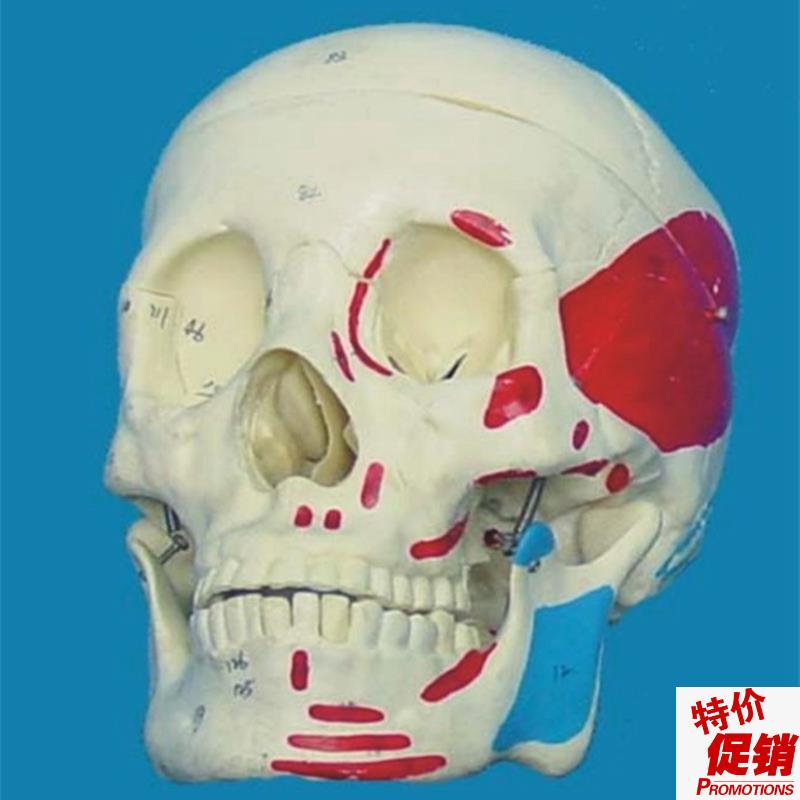 包邮1:1骷髅头头骨u模型骨骼骨架教学医用讲解人体
