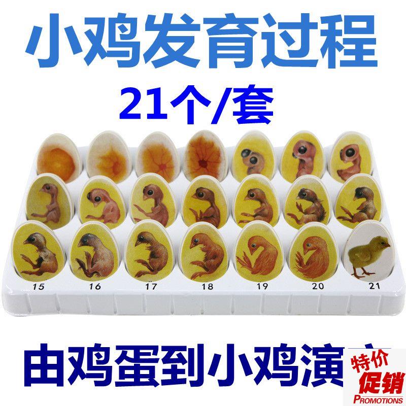 鸡胚胎发育过程小鸡生长鸡蛋孵化演变壳儿K童早教玩具益智科普动
