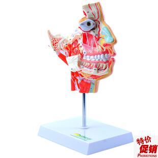 ENOVO颐诺人体头面部血管神经解剖模型头部结构S上下颌骨三叉神经