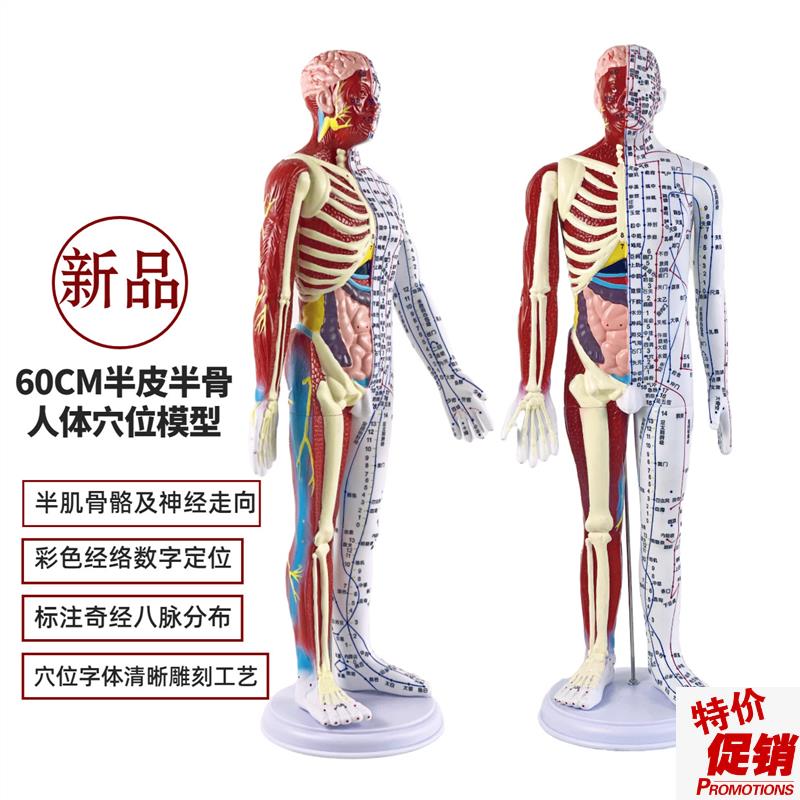 超清晰60CeM人体针灸模型半肌肉骨骼内脏模型中医经络穴位模型