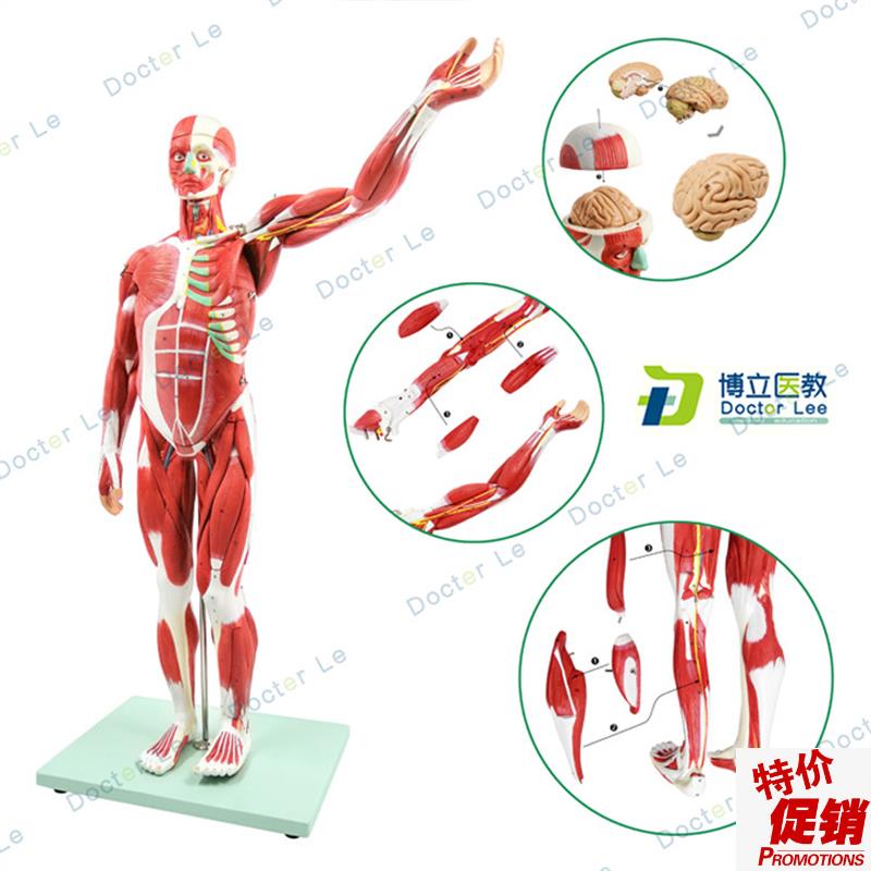 人体肌肉模型美术仿p真骨骼肌肉组织解刨模型健身医用教学模型