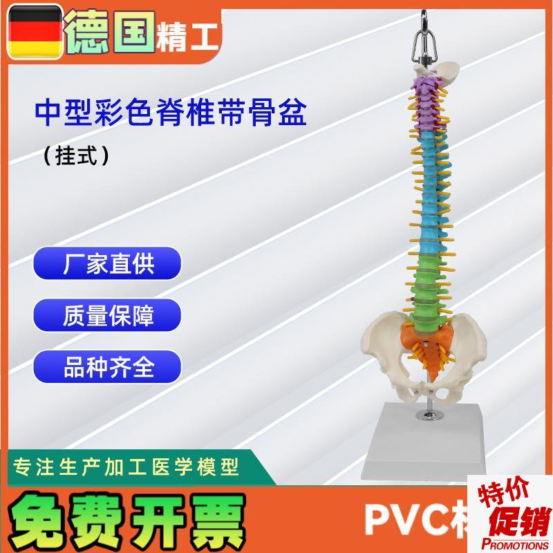 中型彩色脊椎带骨盆(挂式)仿真人体脊椎W医学演示模型