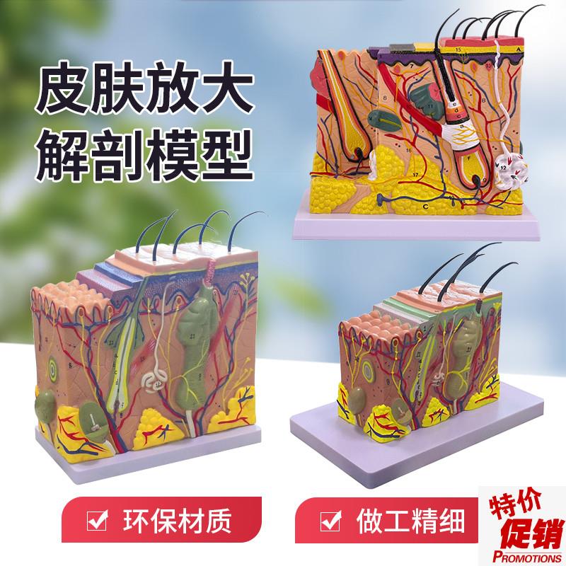 皮肤模型人体毛囊汗腺结构放大70倍毛发生长立体层次Y美容教学模