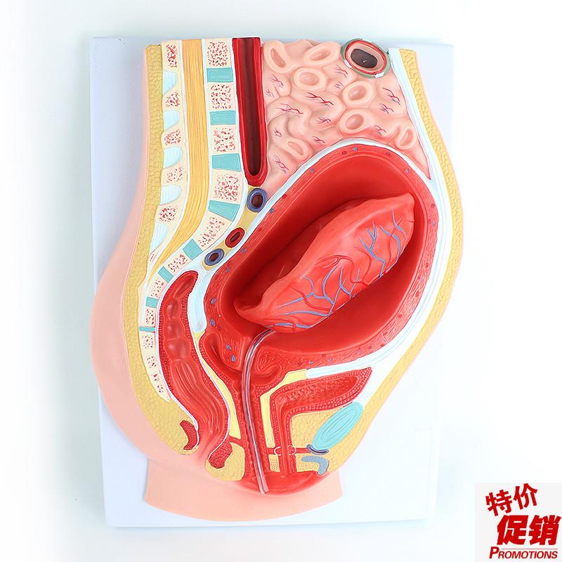 ENOVO颐诺胎盘剥离模型模型组织胚胎胎儿妇产科教学plaWcenta培训