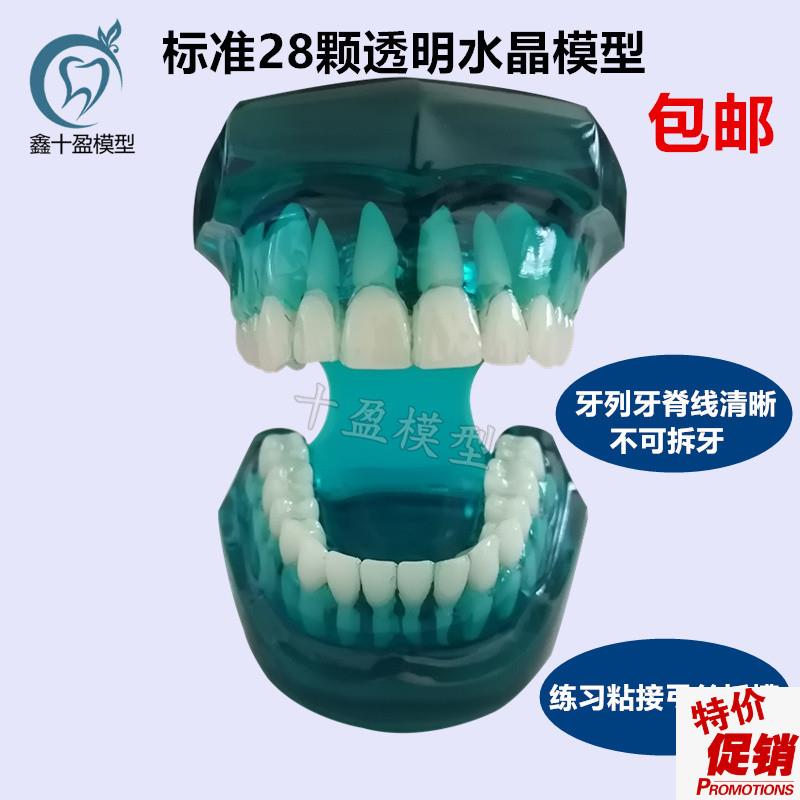 牙科口腔模型标准牙齿模型标准牙列牙脊线清晰四种Y对比托槽模型