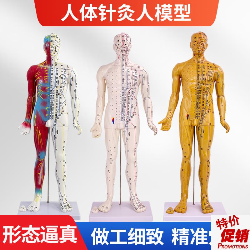 刻字超高清晰人体穴位模型针灸按摩教学模型L60CM半皮半肌经络模