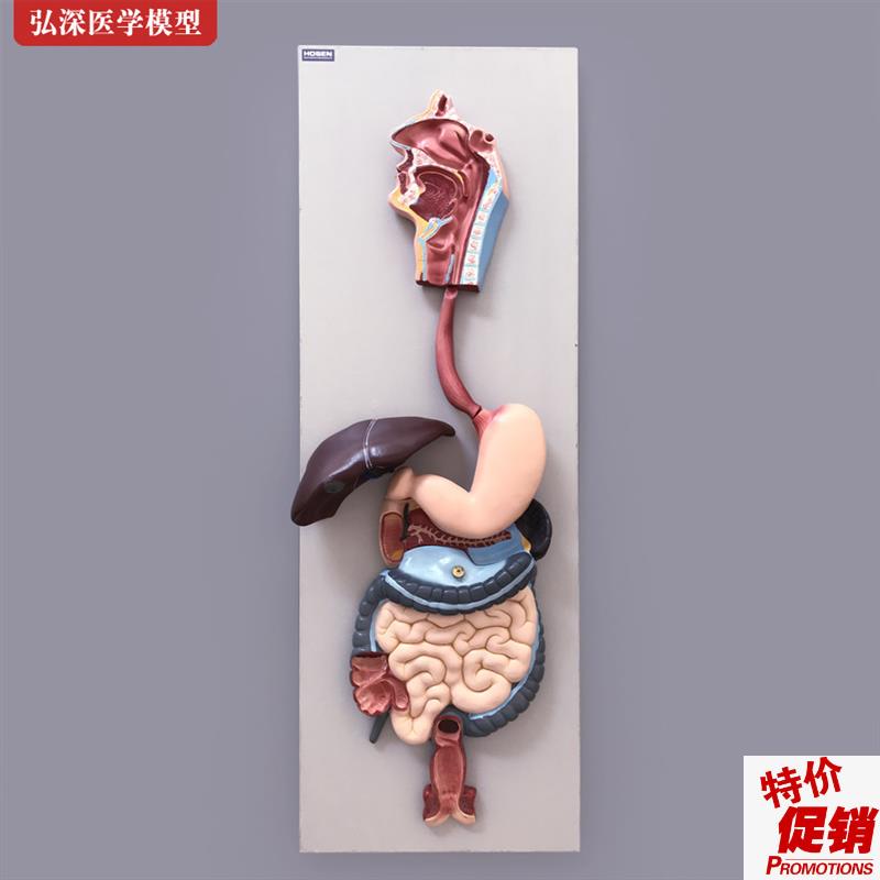 人体消化系统模型胃肠肝胆解剖结构造幼儿园科P学教学模具医学教