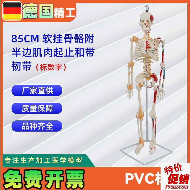 85CM软挂骨n骼合集人体骨骼模型教学器材用具