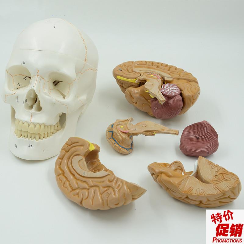 康泰颅骨带脑模型骨缝线神经外科教学W标本颅脑解剖