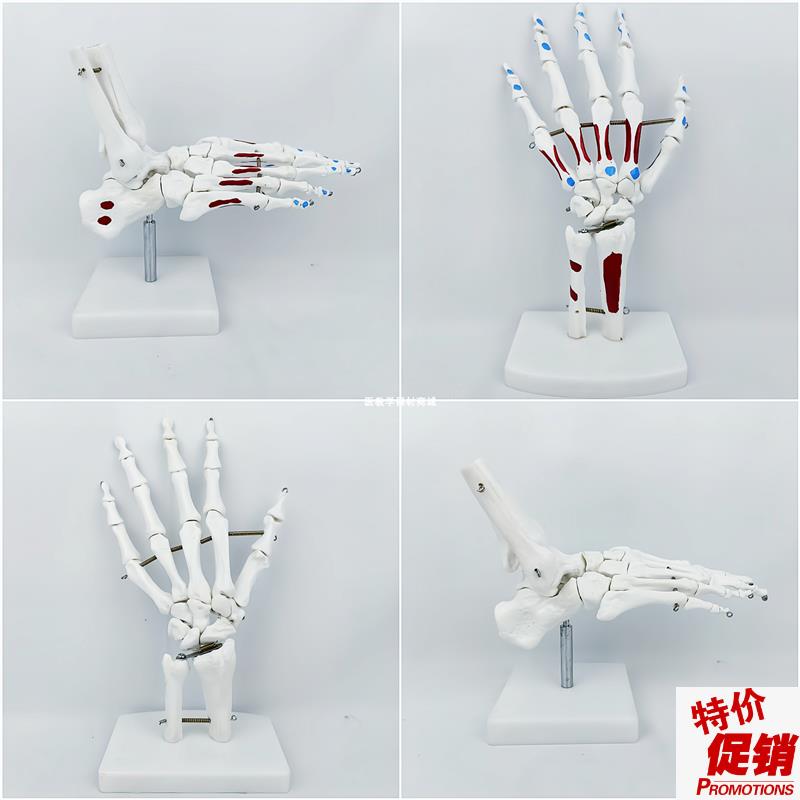 人体一比一手g脚关节骨骼模型骨架肌肉起止点上色医用教学用教具