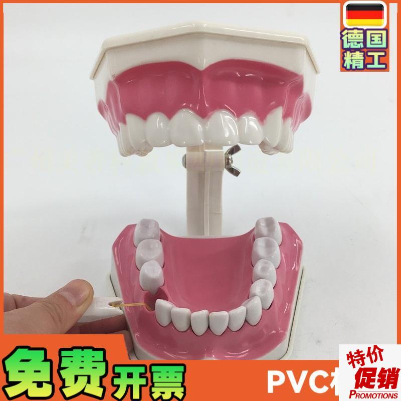 2倍放大牙齿模型可拆教学模型幼儿D园儿童刷牙科假牙模型口腔材料