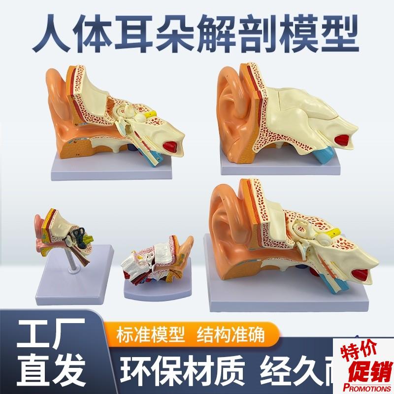 5倍放大耳模型耳朵解剖结构内耳迷路耳鼻喉科人V体听觉系统模型
