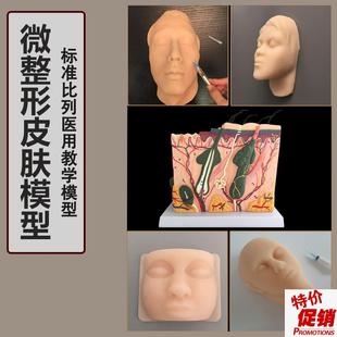 人体皮肤组织结构放大解剖模型z人头美容整形立体皮肤模型皮肤放