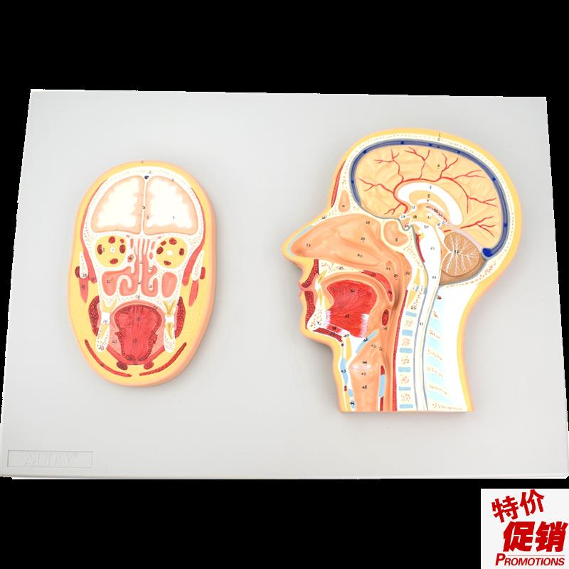 ENOVO颐f诺医学头部正中切面额切面模型正中矢状位断层标本人体断